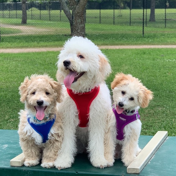 Meet your Posher, Nikki - Picture 2 of 8